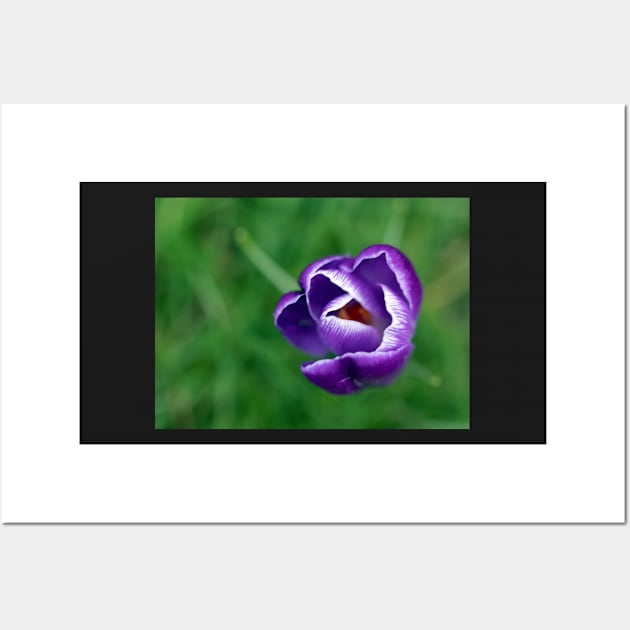 Single purple crocus Wall Art by HazelWright